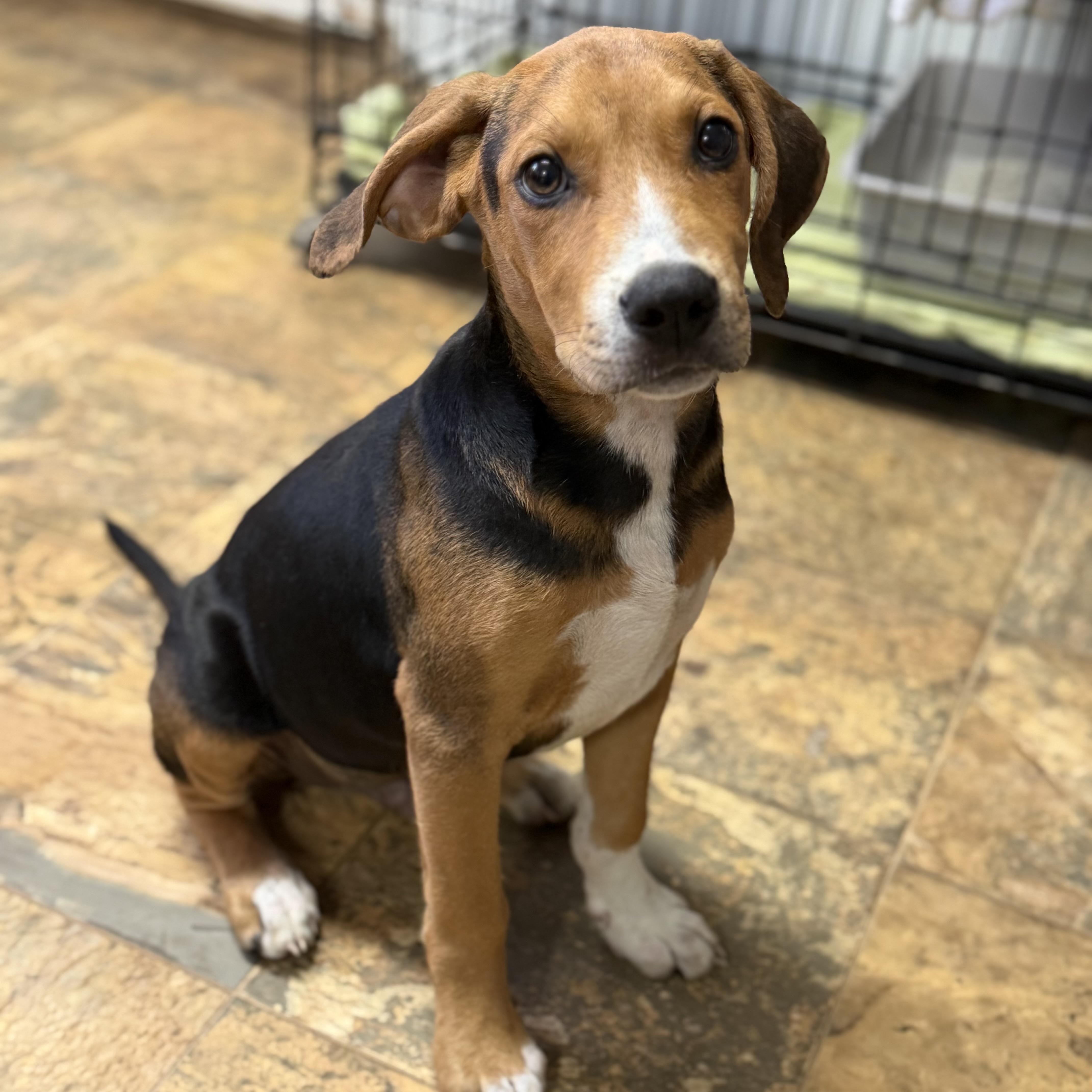 A baby medium-sized male Black Hound dog named V for adoption in Columbia, SC