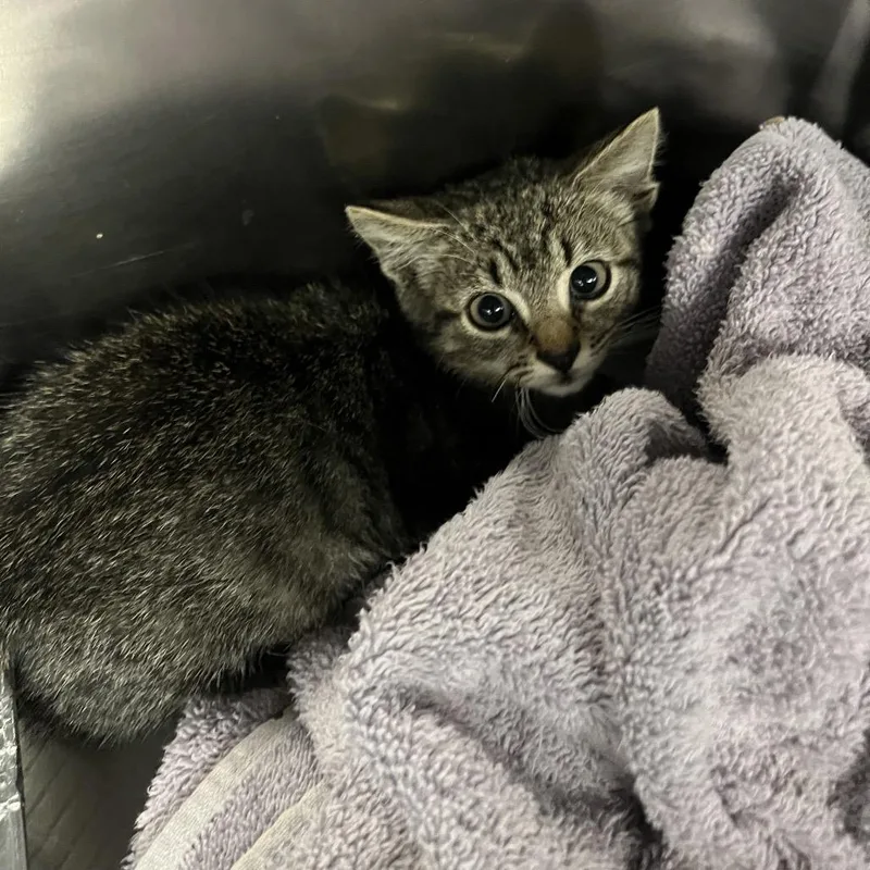 A baby small-sized male Brown / Chocolate Domestic Short Hair cat named Fuzzball for adoption in Greensboro, NC