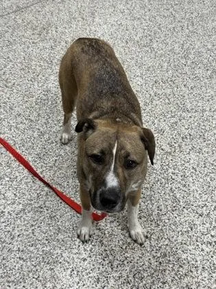 An adult large-sized female Mixed Breed dog named Mazi for adoption in Fairfax, VA