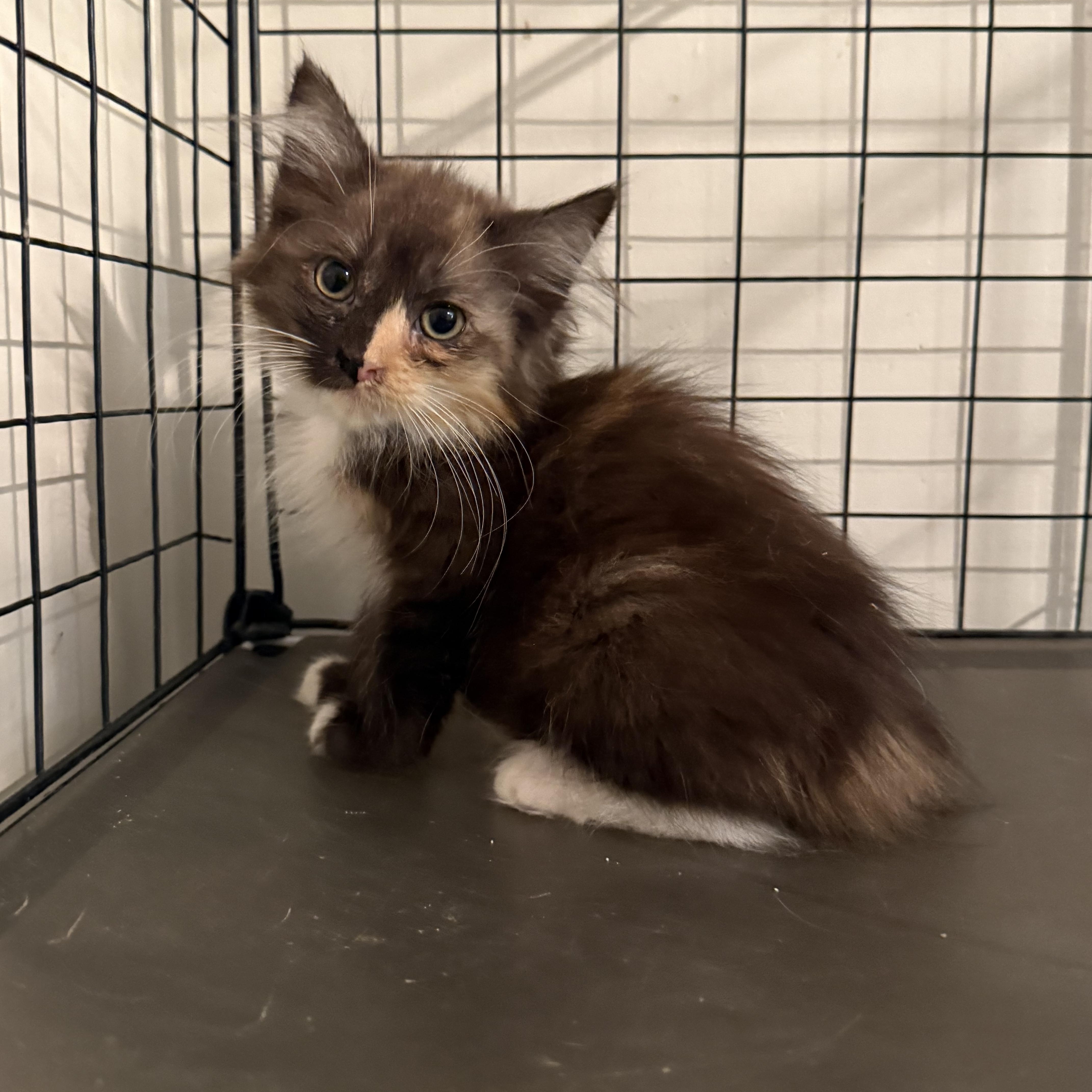 A baby medium-sized female Calico cat named Nightshade for adoption in Intercession city , FL