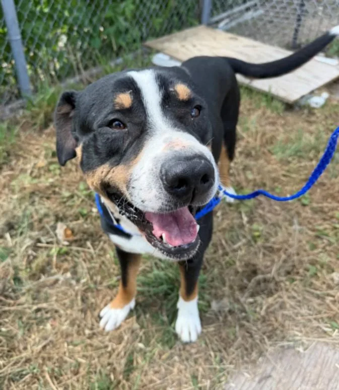 An adult large-sized male Mastiff dog named Anderson for adoption in Houston, TX