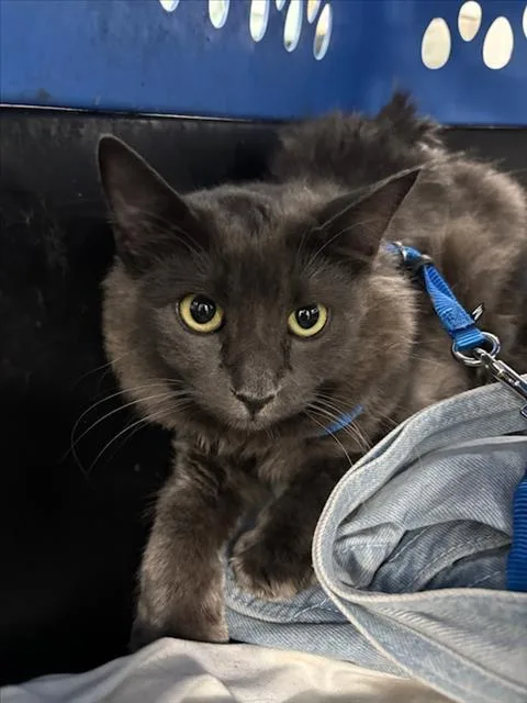 A young small-sized female Gray / Blue / Silver Domestic Medium Hair cat named Velma for adoption in Woodland, CA