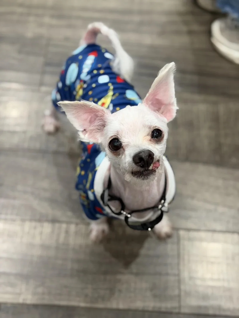 A senior small-sized female Maltese dog named Trixie And Trigger for adoption in Mahwah, NJ