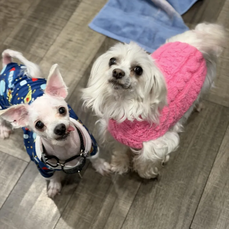 Trixie And Trigger thumbnail 6