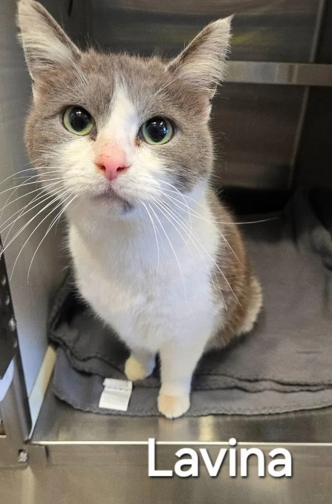 A young large-sized female Domestic Short Hair cat named Lavina for adoption in Sidney, OH