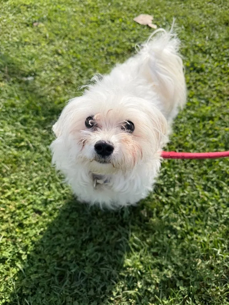 An adult small-sized male Maltese dog named Spoof for adoption in Pierceton, IN