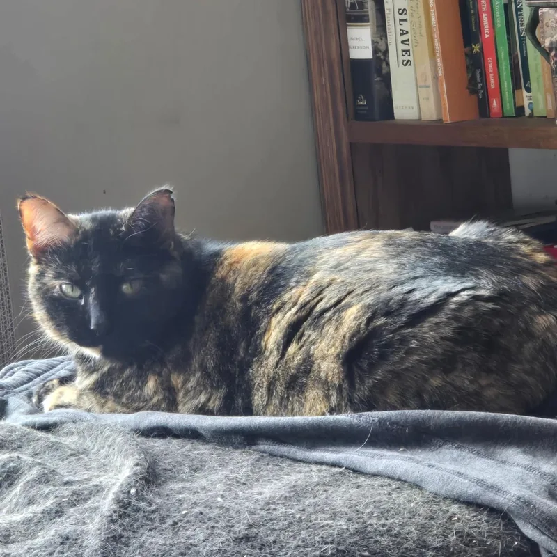 An adult medium-sized female American Shorthair cat named Autumn for adoption in Lake City, MN