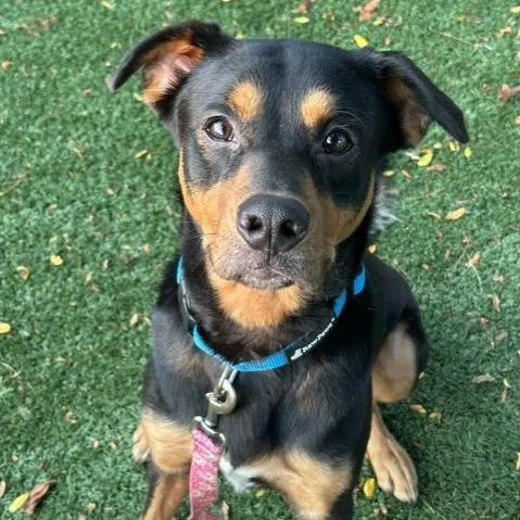 An adult medium-sized male Black Rottweiler dog named Loki for adoption in Indianapolis, IN