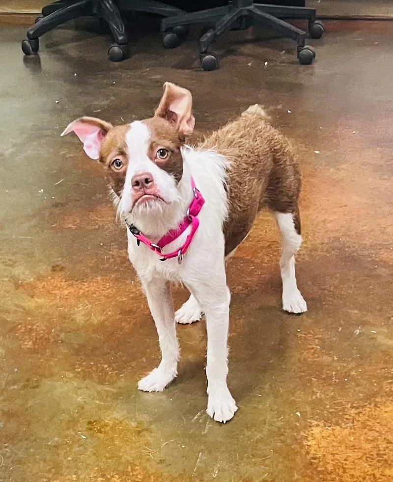 An adult small-sized female Brown / Chocolate Boston Terrier dog named Eleanor for adoption in Council Bluffs, IA