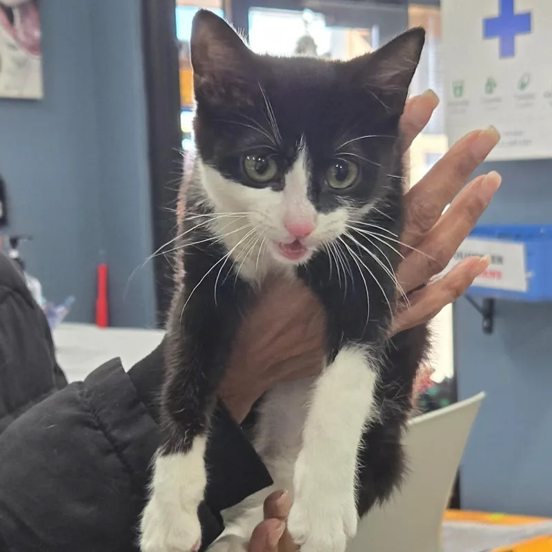 A baby small-sized female Black Domestic Short Hair cat named Blair for adoption in Newark, NJ