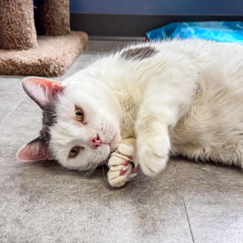 A senior extra large-sized male White Domestic Short Hair cat named Catty Bonded W Cosmo for adoption in Kennebunk, ME