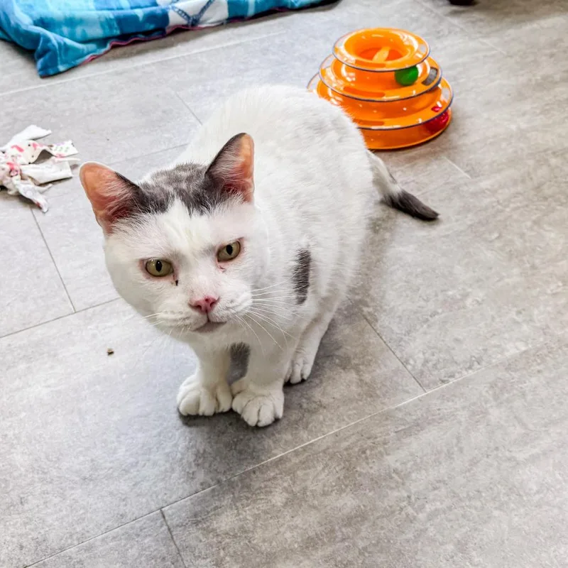 Catty Bonded W Cosmo thumbnail 2