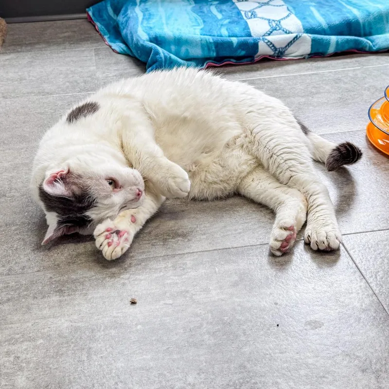 Catty Bonded W Cosmo thumbnail 3