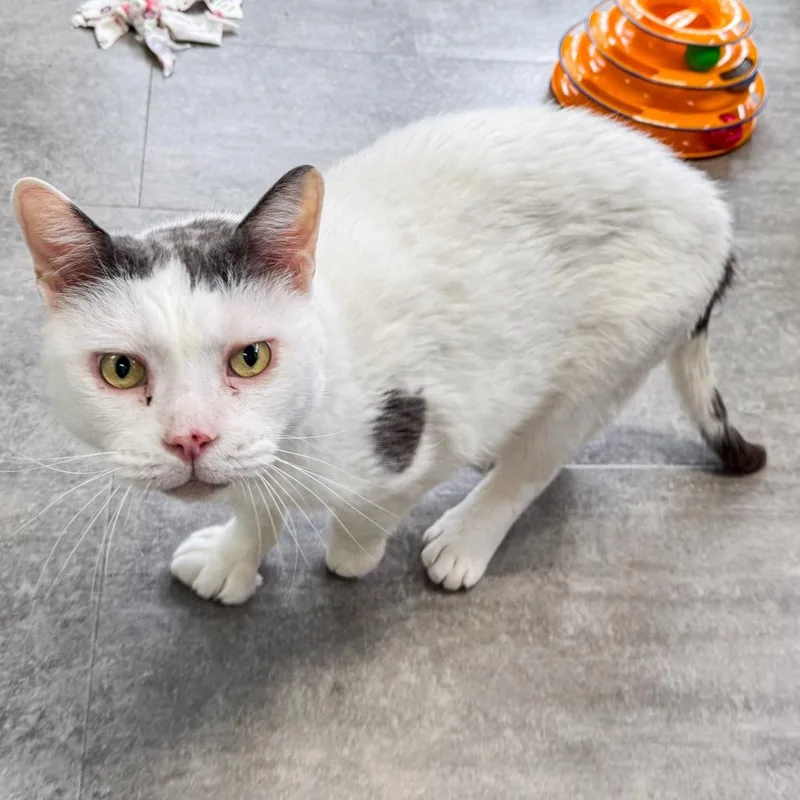 Catty Bonded W Cosmo thumbnail 5