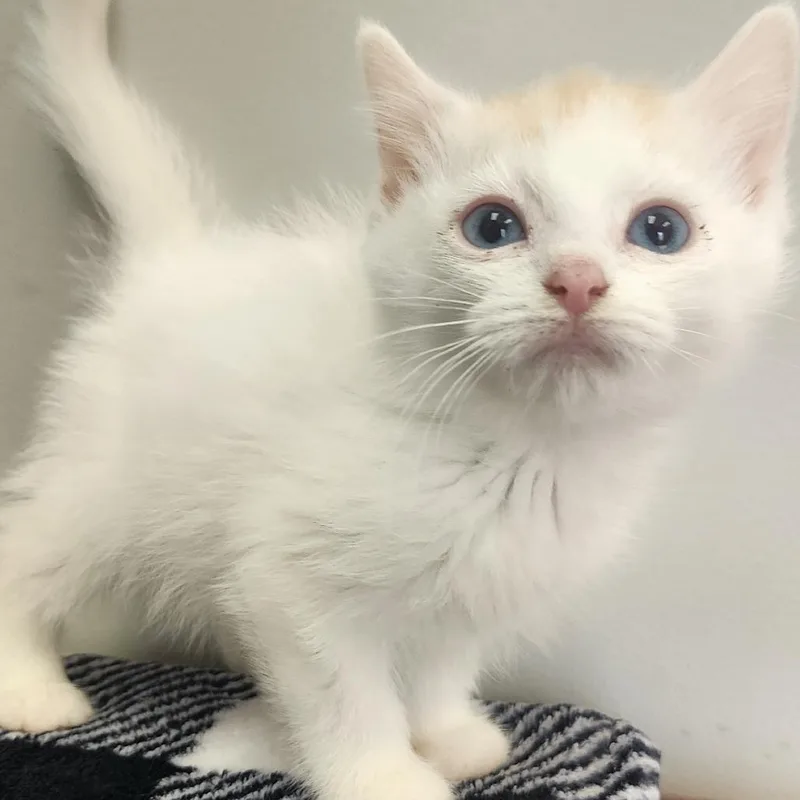 A baby small-sized female White Domestic Short Hair cat named Mona for adoption in Toledo, OH