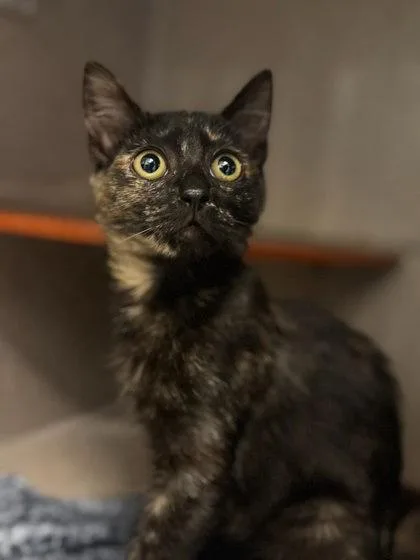 A baby small-sized female Domestic Short Hair cat named Opal for adoption in Washington, DC