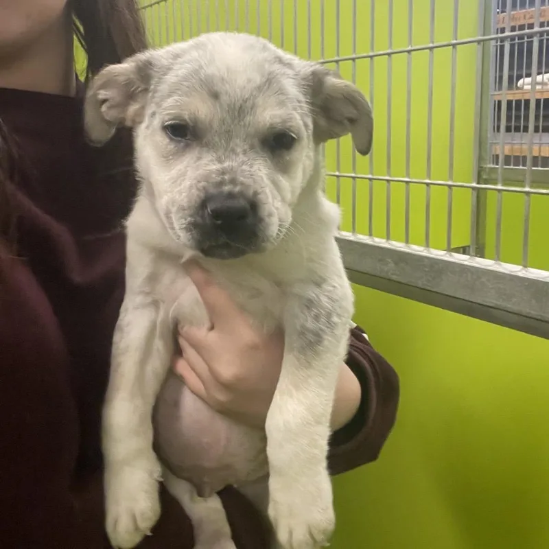 A baby small-sized male White / Cream Mixed Breed dog named Taz for adoption in Spokane, WA