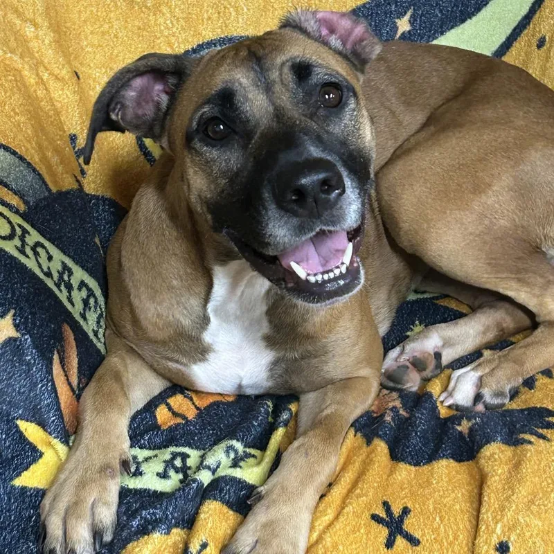 An adult medium-sized female Brown / Chocolate Mixed Breed dog named Wrong Stella for adoption in Rockville, MD