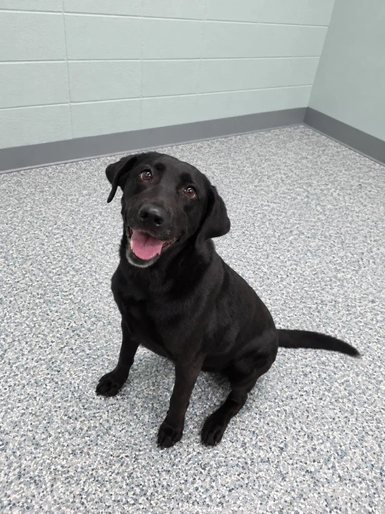 A senior medium-sized female Terrier dog named Molly for adoption in Athens, TN