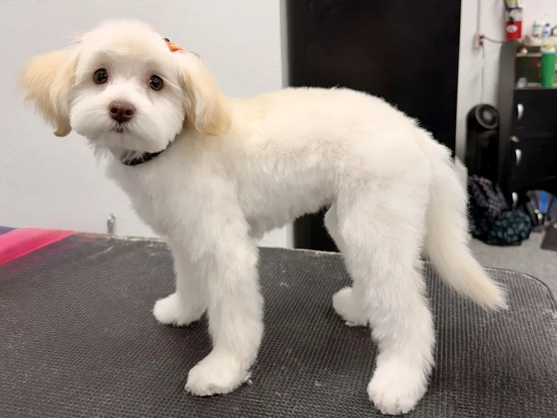 A baby small-sized female White / Cream Maltipoo dog named Ruby for adoption in ontario, CA