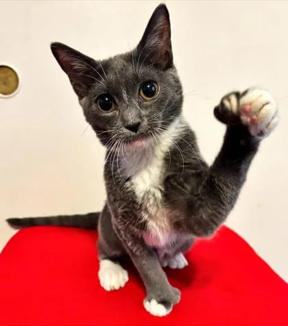 A young small-sized female Domestic Short Hair cat named Tara for adoption in Phoenix, AZ