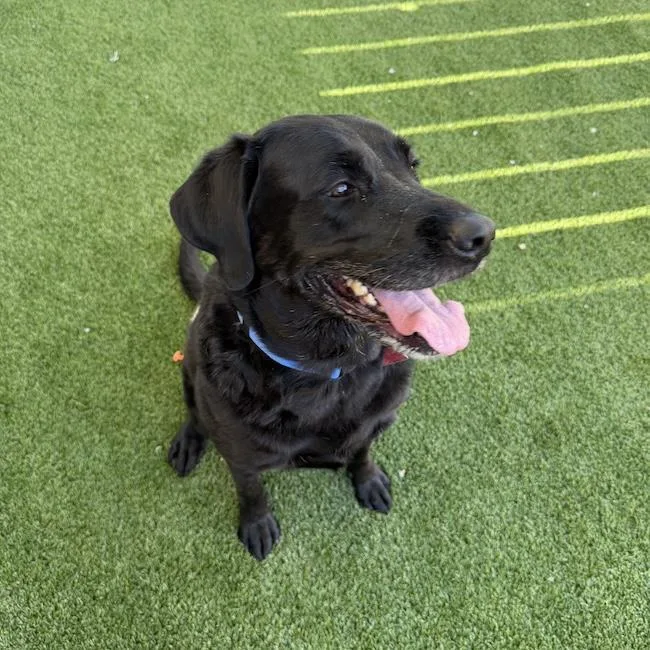 A senior large-sized female Labrador Retriever dog named Runa for adoption in San Diego, CA