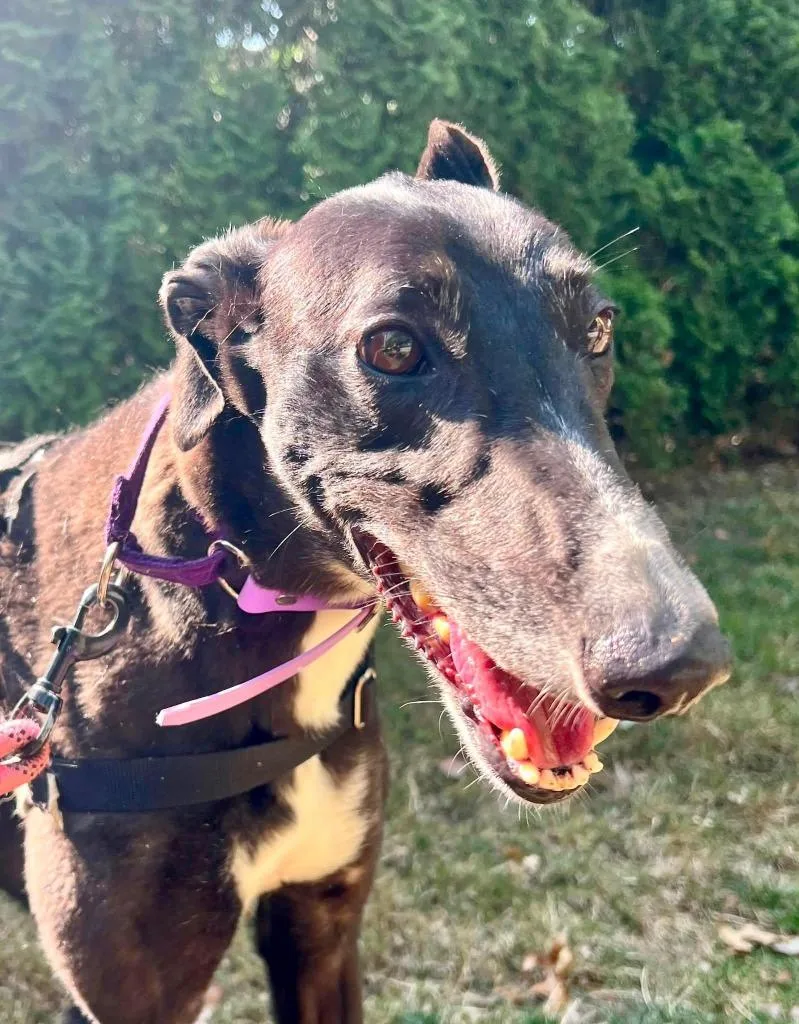 An adult large-sized female Greyhound dog named Fifi for adoption in Hopkinton, MA
