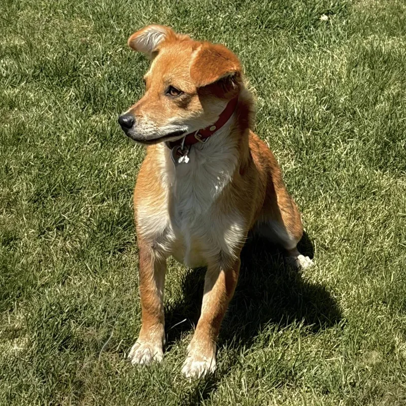 An adult small-sized male Golden Corgi dog named Ritchie for adoption in Burbank, CA