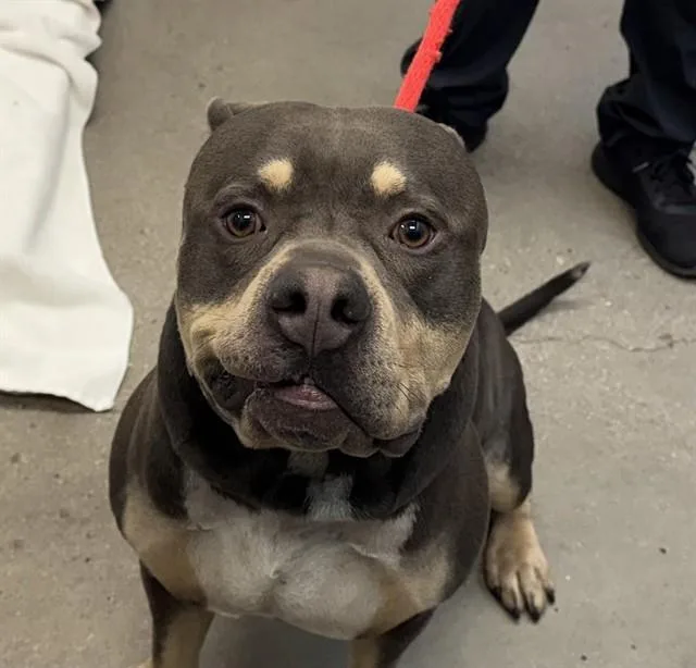 A young medium-sized male Pit Bull Terrier dog named Beubeu for adoption in Tucson, AZ
