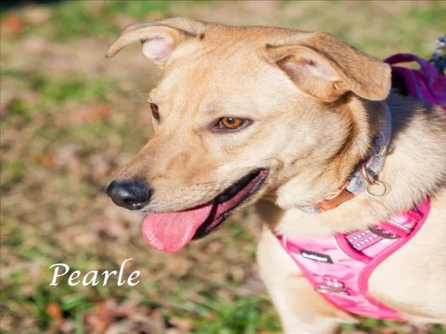 Pearle