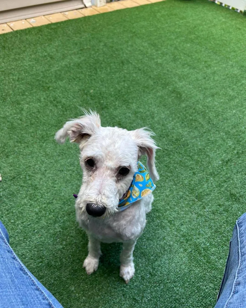 An adult small-sized female White / Cream Maltipoo dog named Susie Q for adoption in Winsted, CT
