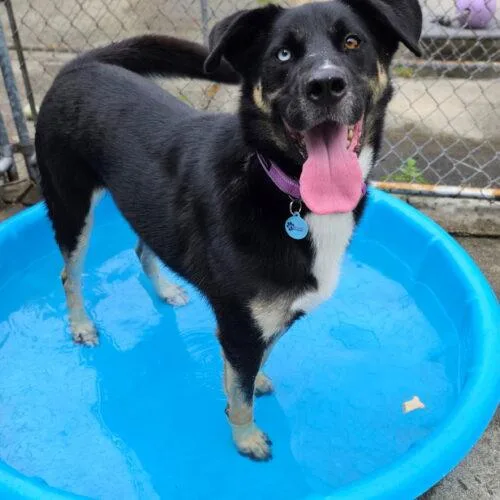 An adult large-sized male Bicolor Shepherd dog named Caleb Dixon for adoption in Rockaway, NJ
