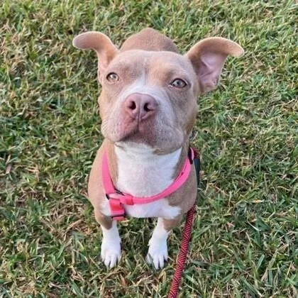 An adult medium-sized female White / Cream Pit Bull Terrier dog named Misty for adoption in Houston, TX