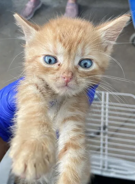 A baby medium-sized male Domestic Short Hair cat named Orange Crush for adoption in Dallas, TX