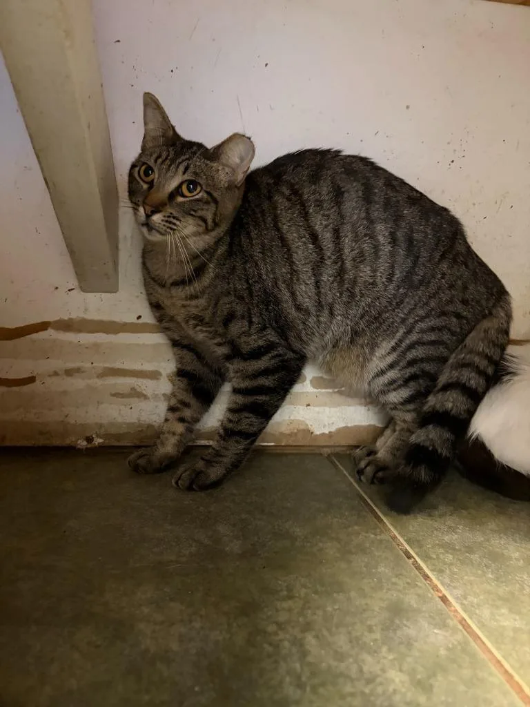 A young medium-sized female Domestic Short Hair cat named Sasha for adoption in Ada, OK
