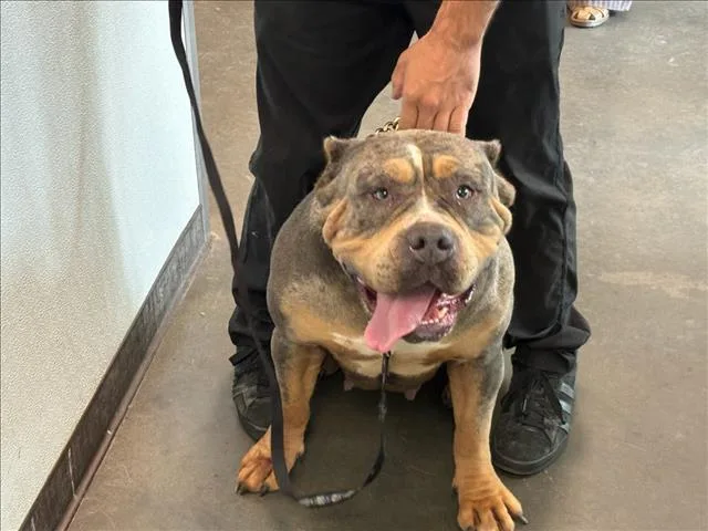 An adult extra large-sized female Pit Bull Terrier dog named Roxy for adoption in Chatsworth, CA