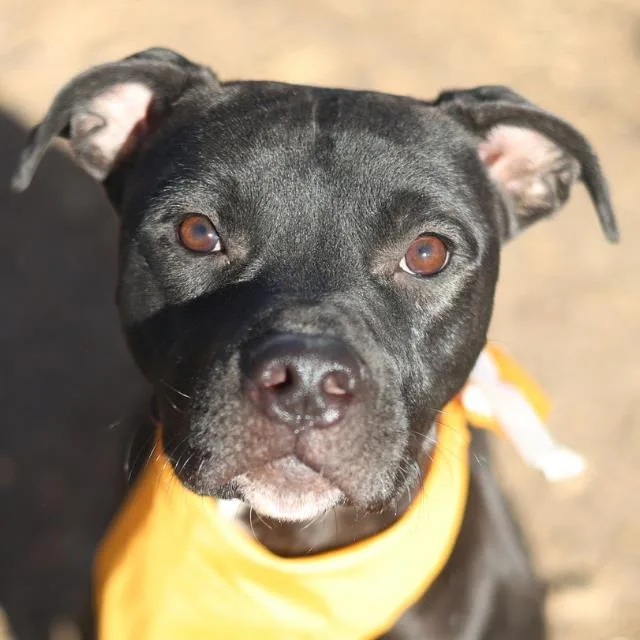 An adult medium-sized male Pit Bull Terrier dog named Bubba for adoption in San Antonio, TX