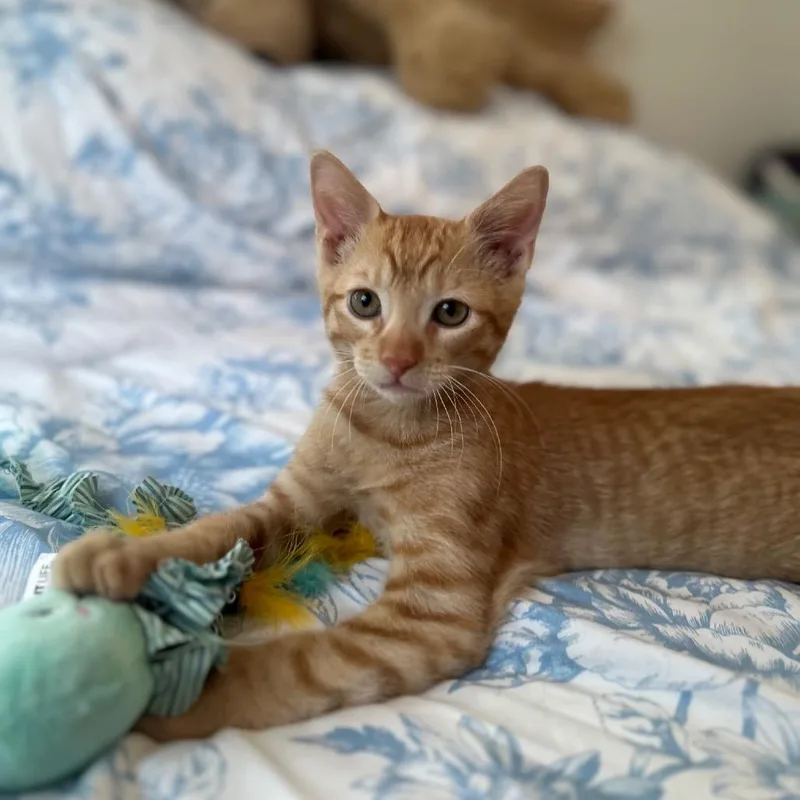 A baby small-sized male Orange / Red Domestic Short Hair cat named Garfield for adoption in Port Richey, FL