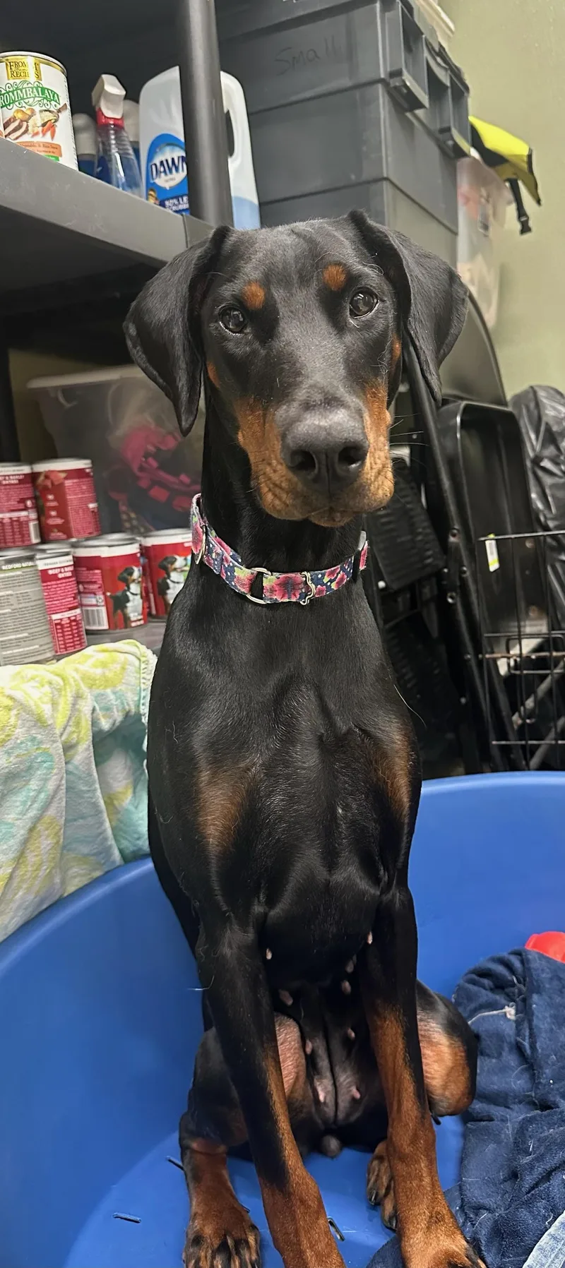 An adult medium-sized female Bicolor Doberman Pinscher dog named Rexy for adoption in Warwick, RI