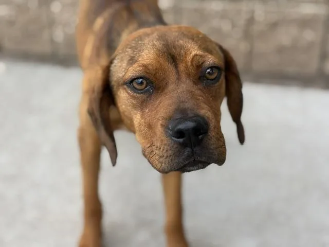 A baby small-sized female Redbone Coonhound dog named Glinda for adoption in Tulsa, OK