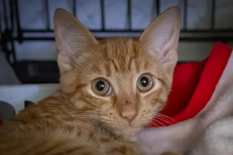 A young medium-sized male Tabby (Orange / Red) Tabby cat named Flerken aka FlurkenKC for adoption in Greenville, DE