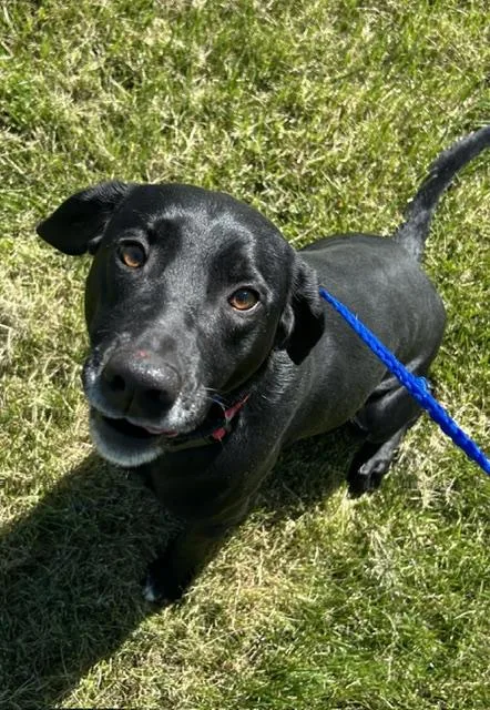 An adult large-sized female Black Labrador Retriever dog named Georgia for adoption in Bryan, OH