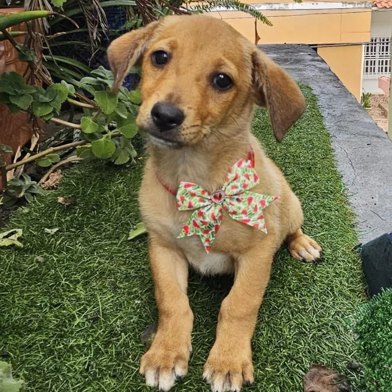 Kodak “say Cheese” thumbnail 2