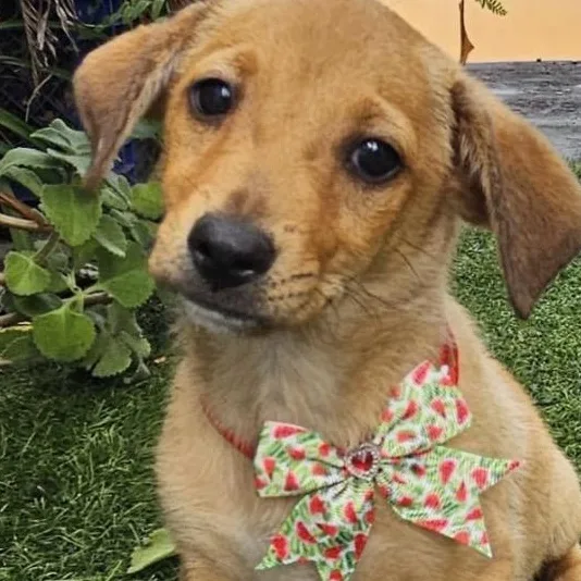 Kodak “say Cheese”