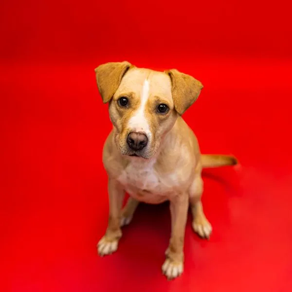 An adult medium-sized female Labrador Retriever dog named Pen Yakami for adoption in Lawrenceville, GA