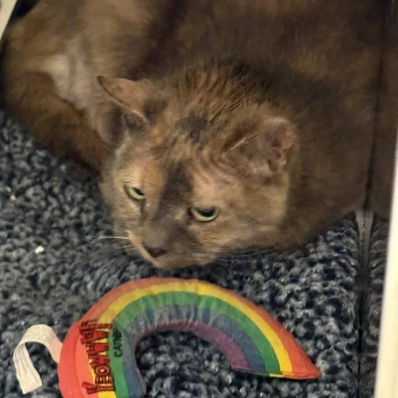 Lulu