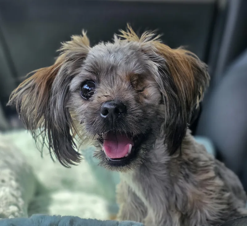 A young small-sized male Brindle Shih Tzu dog named Swirls for adoption in Clovis, CA