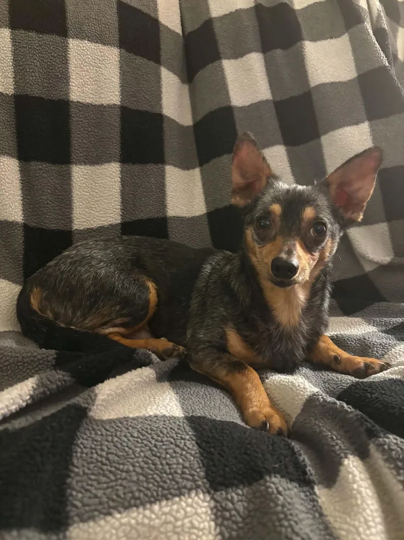 An adult small-sized male Chihuahua dog named Sir Dutchman for adoption in Richmond, KY
