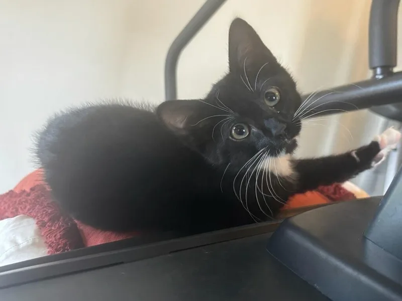 A baby small-sized male Black & White / Tuxedo Domestic Short Hair cat named Buck for adoption in Vancouver, WA