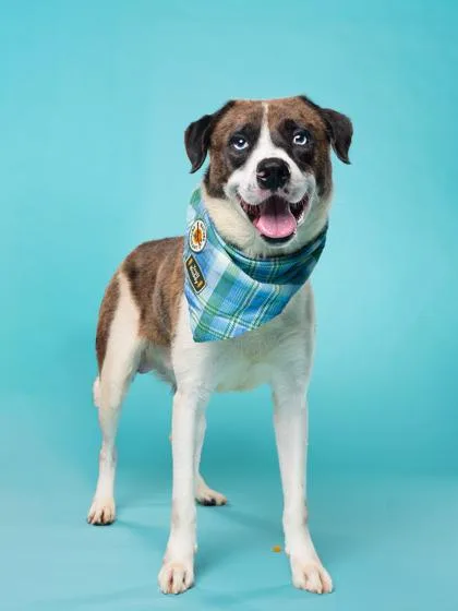 An adult medium-sized male Mixed Breed dog named Bailey for adoption in Atlanta, GA